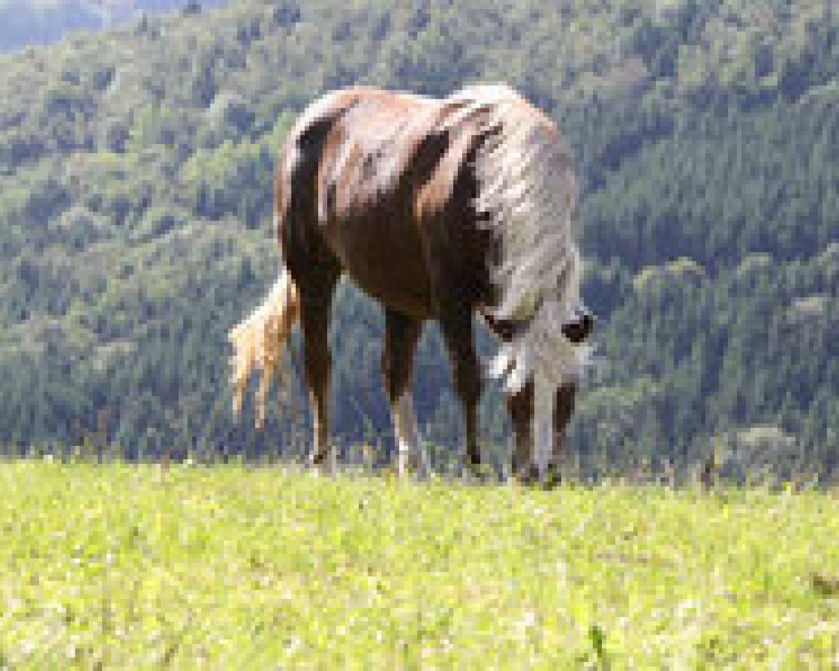 broodmare Resi (Black Forest Horse, 1995, from Meran)