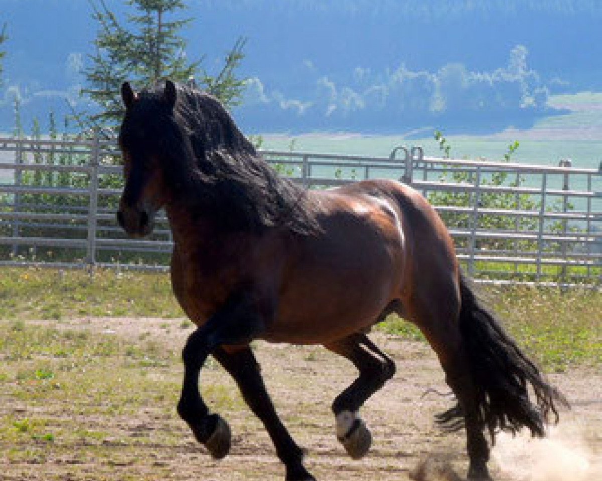Deckhengst Leonhard (Schwarzwälder Kaltblut, 2005, von Unicorn Lancelot)