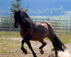 Deckhengst Leonhard (Schwarzwälder Kaltblut, 2005, von Unicorn Lancelot)