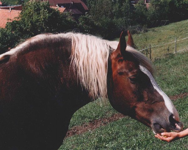 broodmare Retorte (Black Forest Horse, 1977, from Diktator)