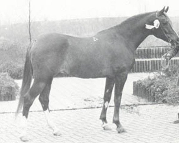 stallion Mir ox (Arabian thoroughbred, 1972, from Aswan 1958 EAO)