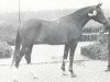 stallion Mir ox (Arabian thoroughbred, 1972, from Aswan 1958 EAO)