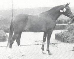 stallion Mir ox (Arabian thoroughbred, 1972, from Aswan 1958 EAO)