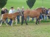 broodmare Arianna (Black Forest Horse, 1999, from Riegel)