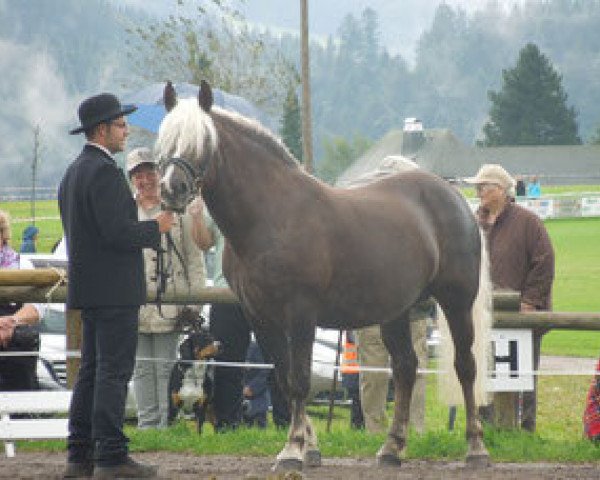 broodmare Rike (Black Forest Horse, 1999, from Riegel)
