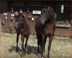 broodmare Wild Princess (Oldenburg, 2011, from Sandro Hit)