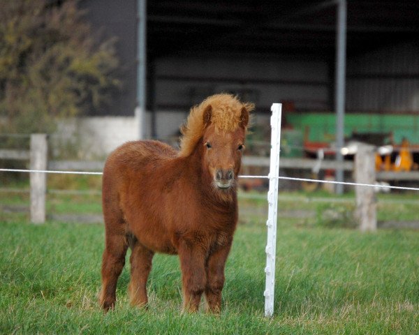 stallion Golden Timm B (Shetland pony (under 87 cm),  , from Birchwood Golden Top)