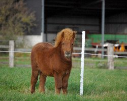 Deckhengst Golden Timm B (Shetland Pony (unter 87 cm),  , von Birchwood Golden Top)