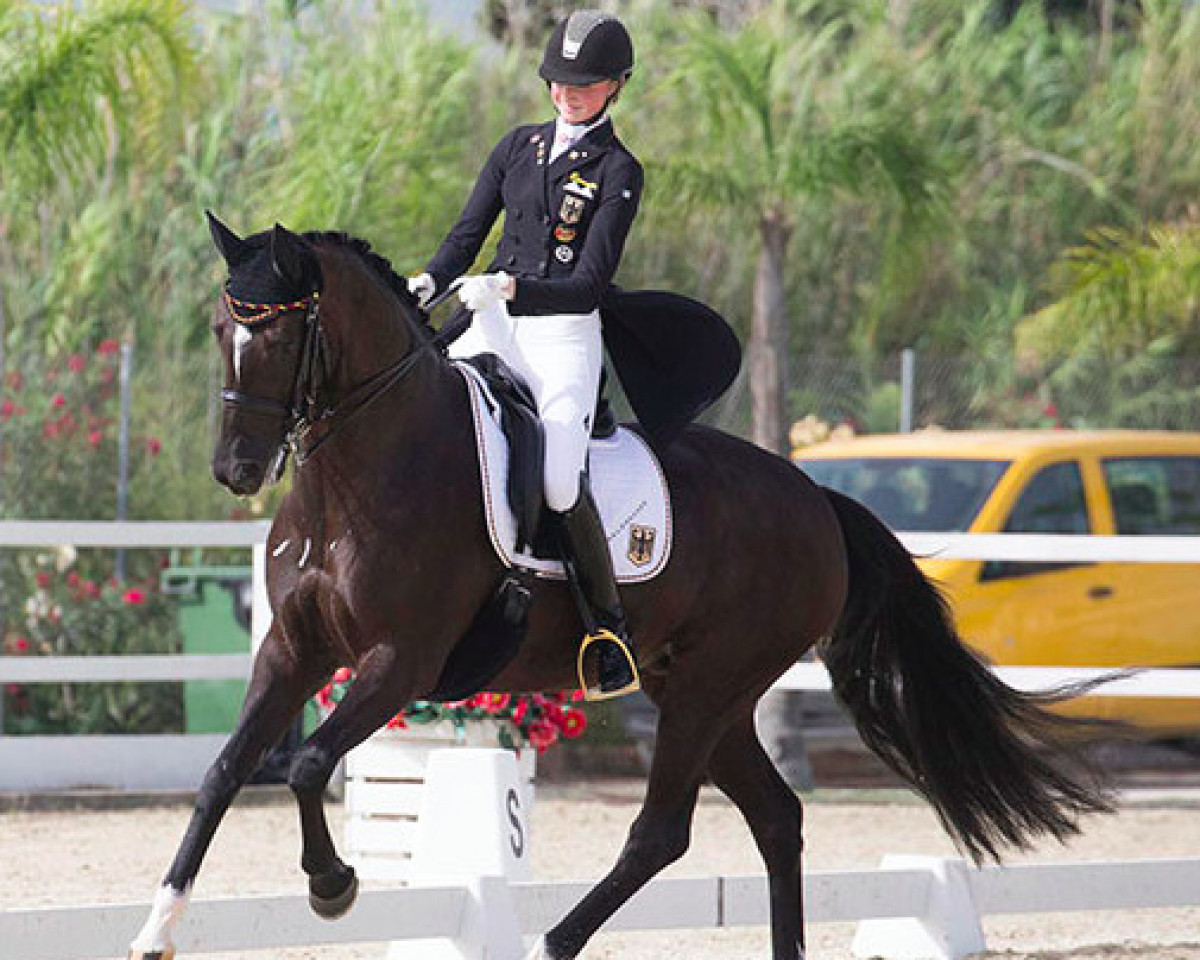 dressage horse Dissertation FRH (Hanoverian, 2007, from Don Crusador) dressage horse Dissertation FRH (Hanoverian, 2007, from Don Crusador)