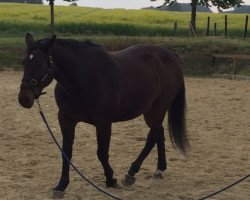 broodmare Toska Z (Zangersheide riding horse, 2002, from Triomphe de Muze)