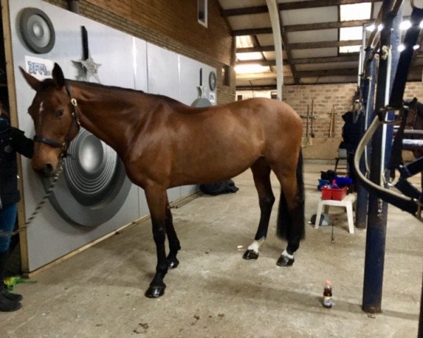 broodmare Carma Z (Zangersheide riding horse, 2004, from Carthago)