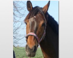 broodmare Win Caprice (German Sport Horse, 2009, from Lancelot Quainton)