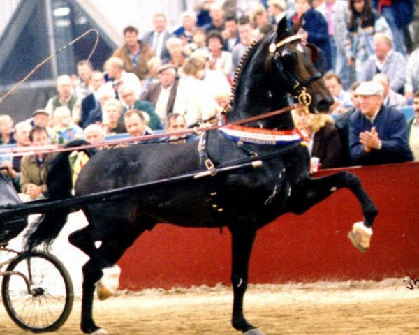 stallion Balmoral (KWPN (Royal Dutch Sporthorse), 1983, from Renovo)