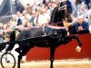 stallion Balmoral (KWPN (Royal Dutch Sporthorse), 1983, from Renovo)