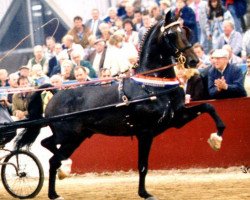 stallion Balmoral (KWPN (Royal Dutch Sporthorse), 1983, from Renovo)