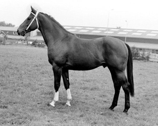 stallion Solied (Dutch Warmblood, 1976, from Pericles xx)