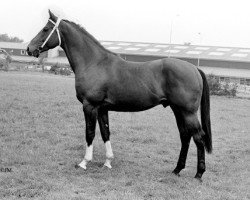 Deckhengst Solied (KWPN (Niederländisches Warmblut), 1976, von Pericles xx)