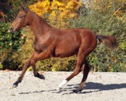 jumper Bonfire Heart (Zangersheide riding horse, 2015, from Cartouche van het Zorgvliet)