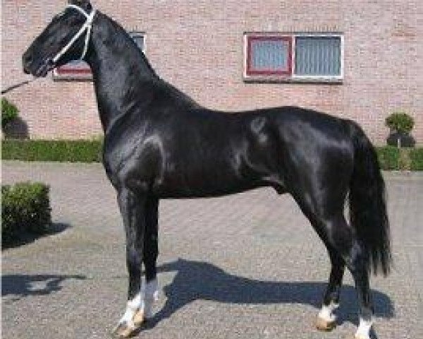 stallion Stjerreljocht Surprise (Hackney (horse/pony), 2004, from Plain's Liberator)