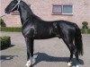 stallion Stjerreljocht Surprise (Hackney (horse/pony), 2004, from Plain's Liberator)