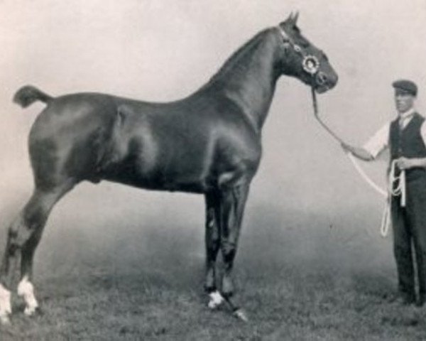 Deckhengst Flash Cadet (Hackney (Pferd/Pony), 1906, von His Majesty)