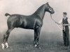 Deckhengst Flash Cadet (Hackney (Pferd/Pony), 1906, von His Majesty)