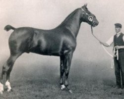 Deckhengst Flash Cadet (Hackney (Pferd/Pony), 1906, von His Majesty)