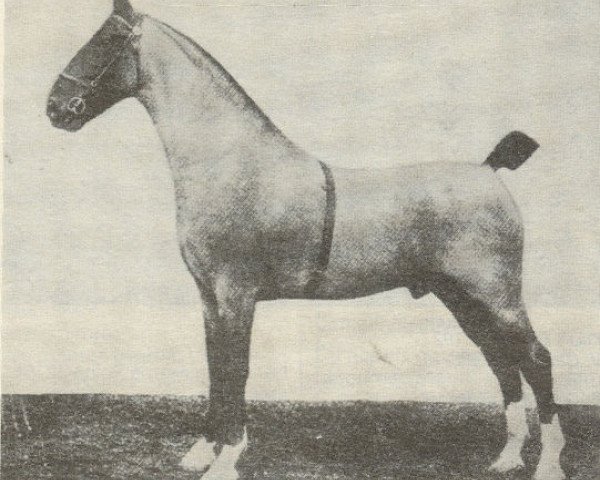 stallion Hockwold Cadet (Hackney (horse/pony), 1911, from Flash Cadet)