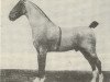 stallion Hockwold Cadet (Hackney (horse/pony), 1911, from Flash Cadet)