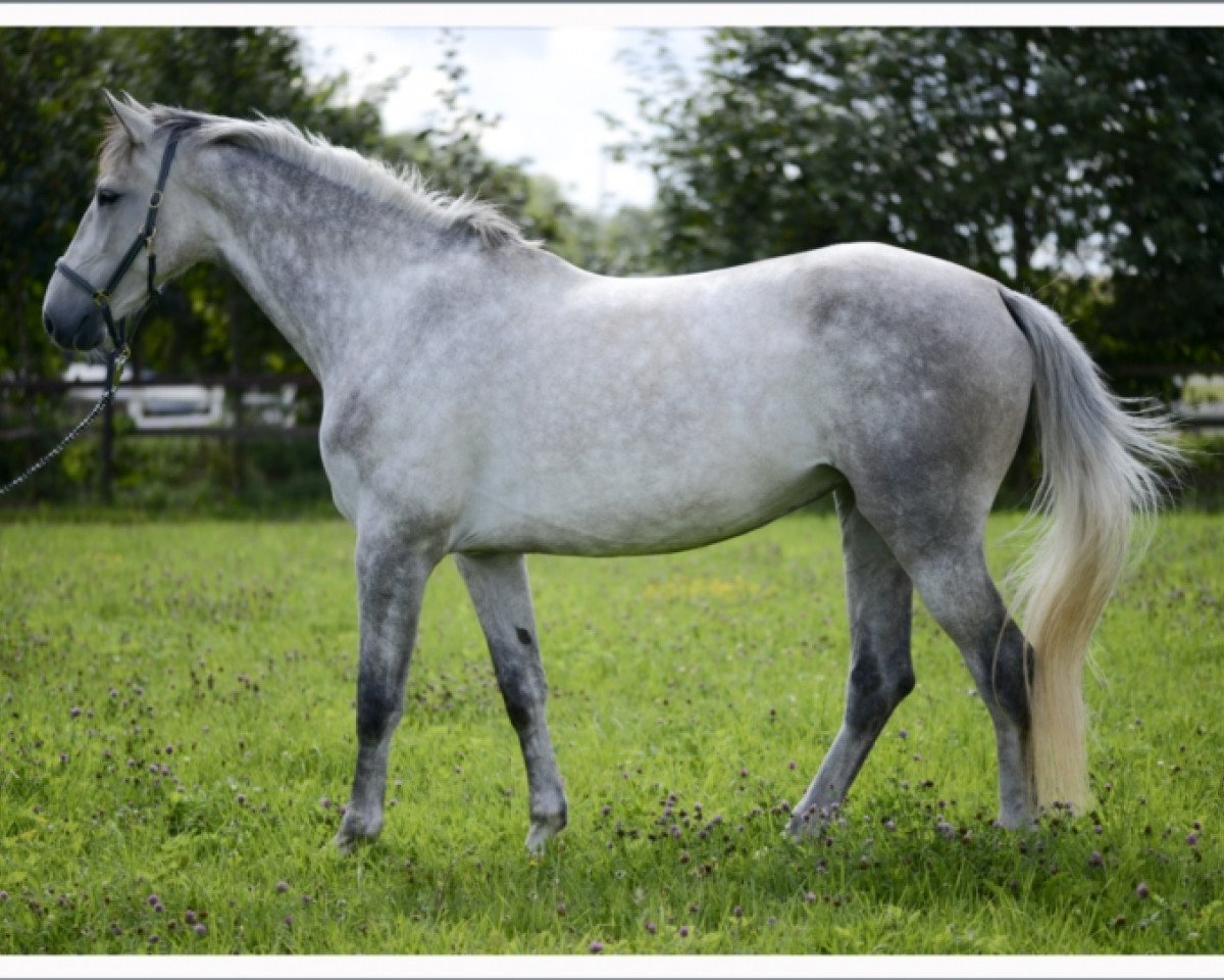 broodmare Atlanta Z (Zangersheide riding horse, 2007, from Asca Z)