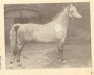 stallion Telloblut (Groningen, 1951, from Rinko)