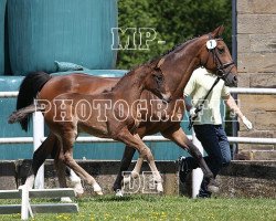 broodmare Gluecksperle (Hanoverian, 1996, from Glueckspilz)