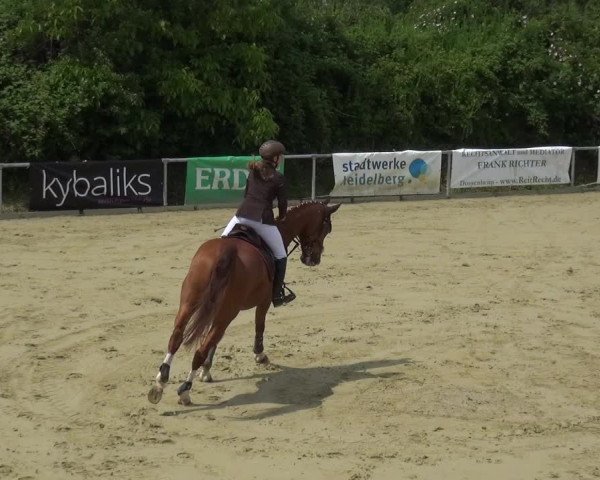 Reitturnier Ladenburg 2019