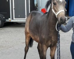 stallion Quadiv (German Riding Pony, 2016, from Queen's Counsel)