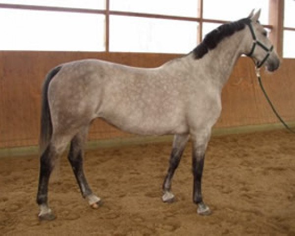 broodmare Amber Z (Zangersheide riding horse, 1999, from Ahorn Z)