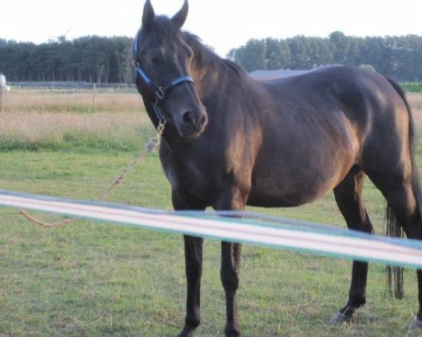 broodmare Corinna Z (Zangersheide riding horse, 2006, from Converter)