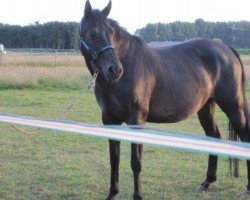 broodmare Corinna Z (Zangersheide riding horse, 2006, from Converter I)