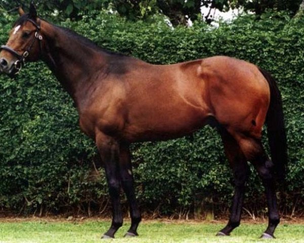 stallion Bigstone xx (Thoroughbred, 1990, from Last Tycoon xx)