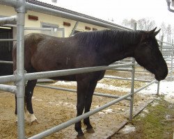 broodmare Wonder Kid (Bavarian, 2003, from Ravallo 115 FIN)