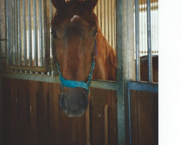 Pferd Dolores 157 (Bayer, 2000, von Del Mondo)