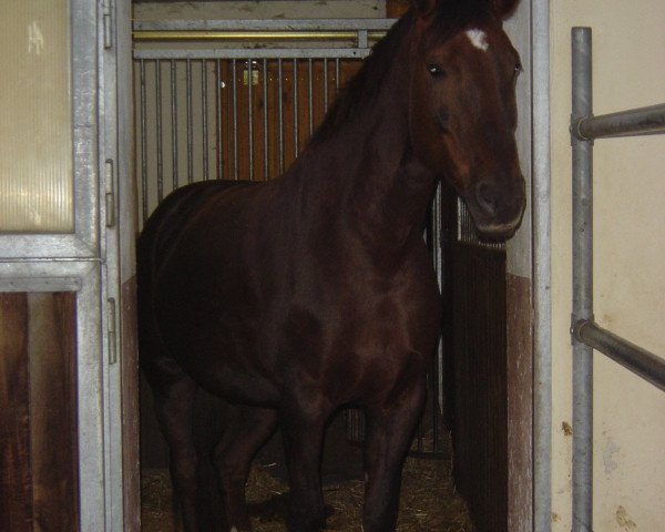 broodmare Wellarina (Bavarian, 1999, from Del Mondo)