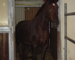 broodmare Wellarina (Bavarian, 1999, from Del Mondo)