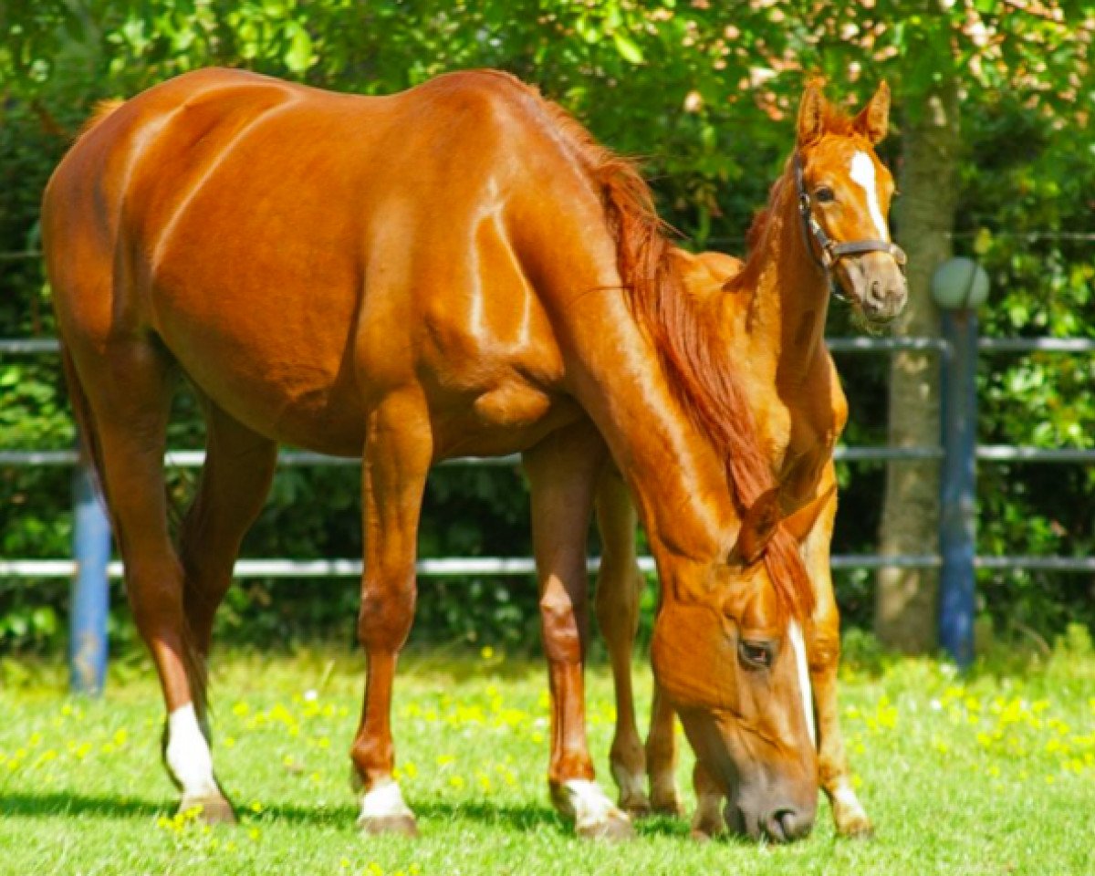 Springpferd Ekita van't Zorgvliet (Belgium Sporthorse, 2010, von For Joy van het Zorgvliet)
