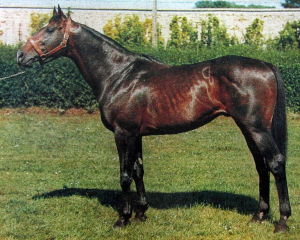 stallion Carlemont xx (Thoroughbred, 1962, from Charlottesville xx)