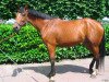 dressage horse Valina (Royal Warmblood Studbook of the Netherlands (KWPN), 2002, from Heartbreaker)
