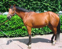 broodmare Valina (KWPN (Royal Dutch Sporthorse), 2002, from Heartbreaker)