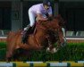 jumper Contable (Oldenburg show jumper, 2003, from Couleur Rubin)