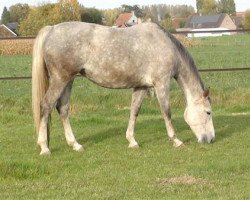 Zuchtstute Hadise van de Nobel- en Roshoeve (Belgisches Warmblut, 2007, von Cicero Z van Paemel)