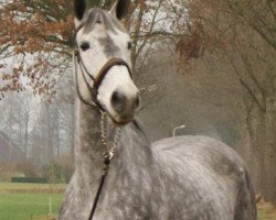 broodmare Quattro (Oldenburg, 2008, from Quattro B)