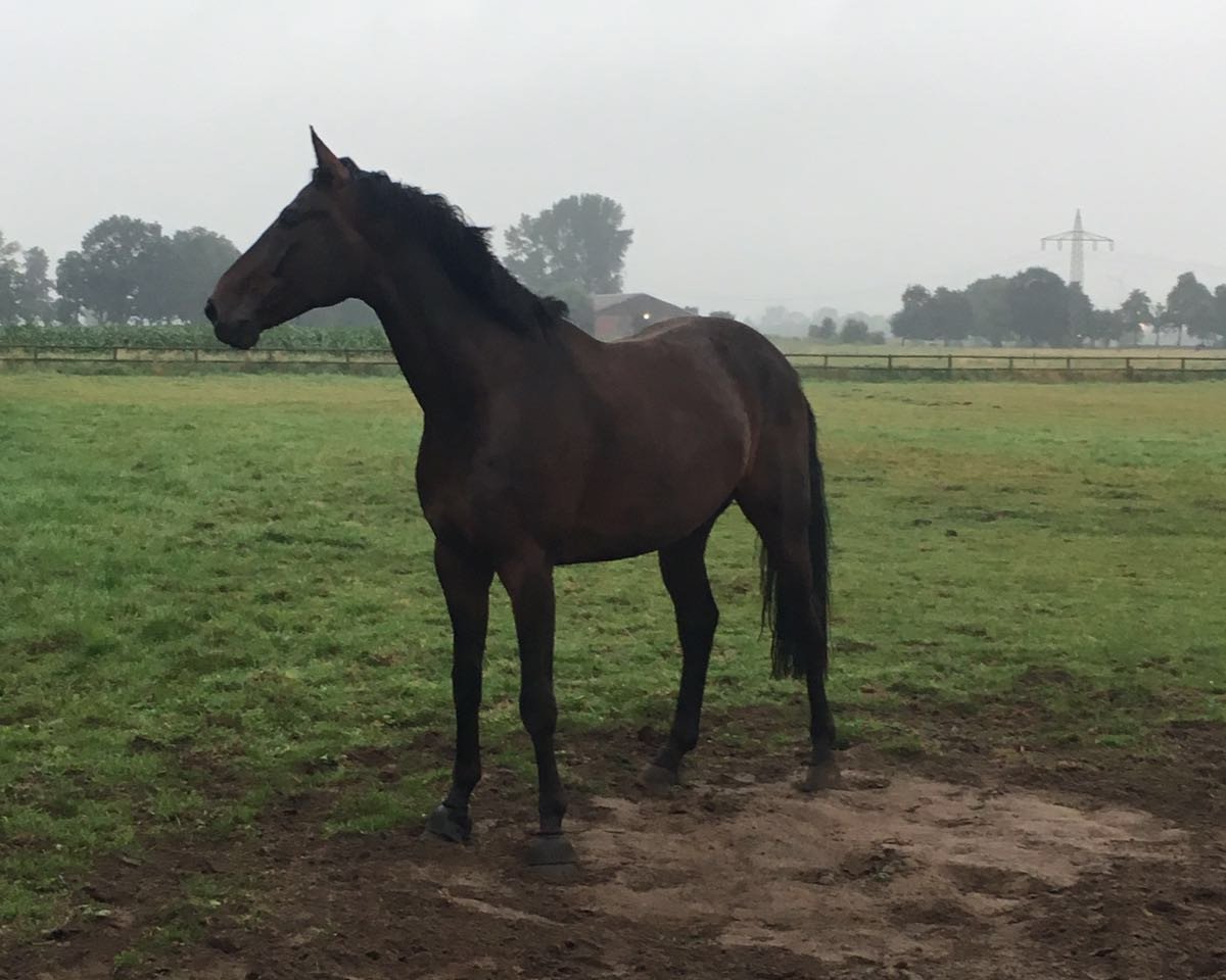 dressage horse Sambuca (Hanoverian, 2009, from Sampaio)